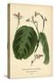 Prayer Plant, Maranta Leuconeura (Maranta Bicolor Var. Kerchoviana). Chromolithograph from an Illus-Désiré Georges Jean Marie Bois-Stretched Canvas