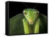 Praying Mantis, Barro Colorado Island, Panama-Christian Ziegler-Framed Stretched Canvas