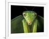 Praying Mantis, Barro Colorado Island, Panama-Christian Ziegler-Framed Photographic Print