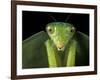 Praying Mantis, Barro Colorado Island, Panama-Christian Ziegler-Framed Photographic Print