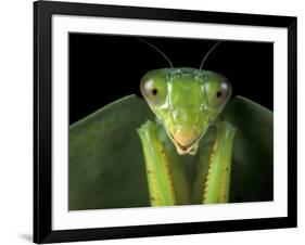 Praying Mantis, Barro Colorado Island, Panama-Christian Ziegler-Framed Photographic Print