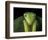 Praying Mantis, Barro Colorado Island, Panama-Christian Ziegler-Framed Photographic Print