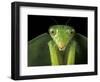 Praying Mantis, Barro Colorado Island, Panama-Christian Ziegler-Framed Photographic Print