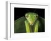 Praying Mantis, Barro Colorado Island, Panama-Christian Ziegler-Framed Photographic Print