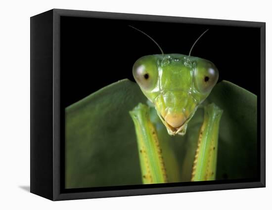 Praying Mantis, Barro Colorado Island, Panama-Christian Ziegler-Framed Stretched Canvas