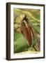 Praying Mantis, Brown, Tentacles, Spines, Portrait, Close-Up-Harald Kroiss-Framed Photographic Print