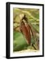 Praying Mantis, Brown, Tentacles, Spines, Portrait, Close-Up-Harald Kroiss-Framed Photographic Print