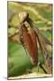 Praying Mantis, Brown, Tentacles, Spines, Portrait, Close-Up-Harald Kroiss-Mounted Photographic Print