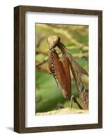 Praying Mantis, Brown, Tentacles, Spines, Portrait, Close-Up-Harald Kroiss-Framed Photographic Print