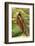 Praying Mantis, Brown, Tentacles, Spines, Portrait, Close-Up-Harald Kroiss-Framed Photographic Print