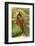 Praying Mantis, Brown, Tentacles, Spines, Portrait, Close-Up-Harald Kroiss-Framed Photographic Print