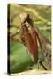 Praying Mantis, Brown, Tentacles, Spines, Portrait, Close-Up-Harald Kroiss-Stretched Canvas