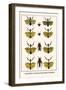 Praying Mantis, European Praying Mantids, Grasshoppers-Albertus Seba-Framed Art Print