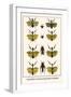 Praying Mantis, European Praying Mantids, Grasshoppers-Albertus Seba-Framed Art Print