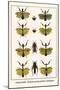 Praying Mantis, European Praying Mantids, Grasshoppers-Albertus Seba-Mounted Art Print