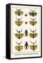 Praying Mantis, European Praying Mantids, Grasshoppers-Albertus Seba-Framed Stretched Canvas
