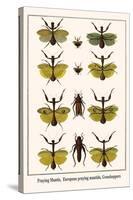 Praying Mantis, European Praying Mantids, Grasshoppers-Albertus Seba-Stretched Canvas