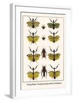 Praying Mantis, European Praying Mantids, Grasshoppers-Albertus Seba-Framed Art Print