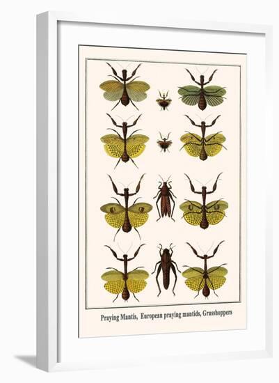 Praying Mantis, European Praying Mantids, Grasshoppers-Albertus Seba-Framed Art Print