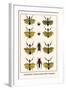 Praying Mantis, European Praying Mantids, Grasshoppers-Albertus Seba-Framed Art Print