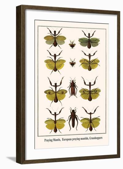 Praying Mantis, European Praying Mantids, Grasshoppers-Albertus Seba-Framed Art Print