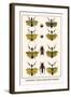 Praying Mantis, European Praying Mantids, Grasshoppers-Albertus Seba-Framed Art Print