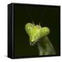 Praying Mantis Face-Papilio-Framed Stretched Canvas