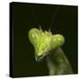 Praying Mantis Face-Papilio-Stretched Canvas