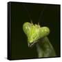 Praying Mantis Face-Papilio-Framed Stretched Canvas