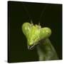 Praying Mantis Face-Papilio-Stretched Canvas