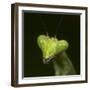 Praying Mantis Face-Papilio-Framed Premium Photographic Print