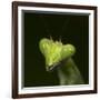 Praying Mantis Face-Papilio-Framed Photographic Print