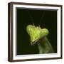 Praying Mantis Face-Papilio-Framed Photographic Print