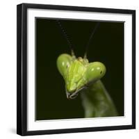 Praying Mantis Face-Papilio-Framed Photographic Print