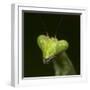 Praying Mantis Face-Papilio-Framed Photographic Print