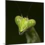 Praying Mantis Face-Papilio-Mounted Photographic Print