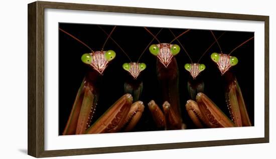 Praying Mantis: Family Portrait-Patrick Zephyr-Framed Photographic Print