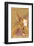 Praying Mantis, Female, Camouflage, Hunt, Attack Position, Portrait, Close-Up-Harald Kroiss-Framed Photographic Print