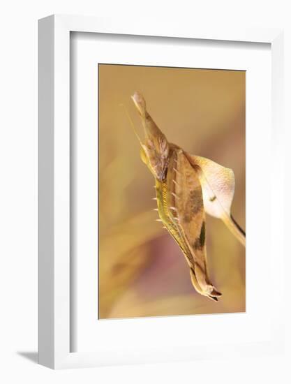 Praying Mantis, Female, Camouflage, Hunt, Attack Position, Portrait, Close-Up-Harald Kroiss-Framed Photographic Print