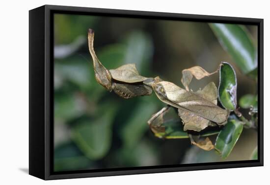 Praying Mantis Female-Alan J. S. Weaving-Framed Stretched Canvas