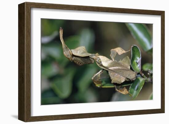 Praying Mantis Female-Alan J. S. Weaving-Framed Photographic Print