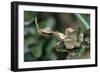 Praying Mantis Female-Alan J. S. Weaving-Framed Photographic Print