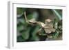 Praying Mantis Female-Alan J. S. Weaving-Framed Photographic Print