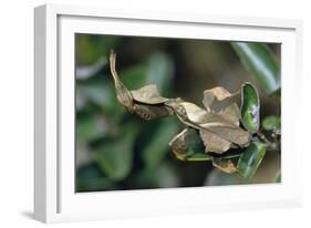 Praying Mantis Female-Alan J. S. Weaving-Framed Photographic Print