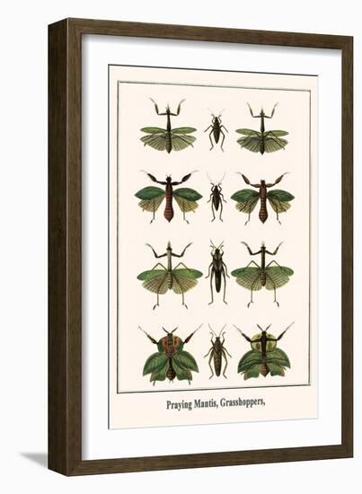 Praying Mantis, Grasshoppers,-Albertus Seba-Framed Art Print