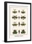 Praying Mantis, Grasshoppers,-Albertus Seba-Framed Art Print