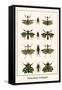 Praying Mantis, Grasshoppers,-Albertus Seba-Framed Stretched Canvas