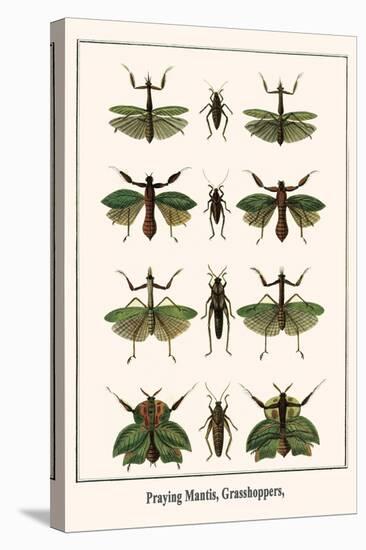 Praying Mantis, Grasshoppers,-Albertus Seba-Stretched Canvas