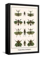 Praying Mantis, Grasshoppers,-Albertus Seba-Framed Stretched Canvas