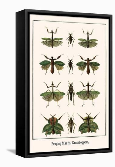 Praying Mantis, Grasshoppers,-Albertus Seba-Framed Stretched Canvas